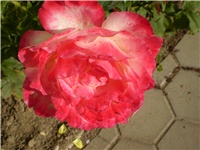 3c6924c3-Picture 3472.jpg